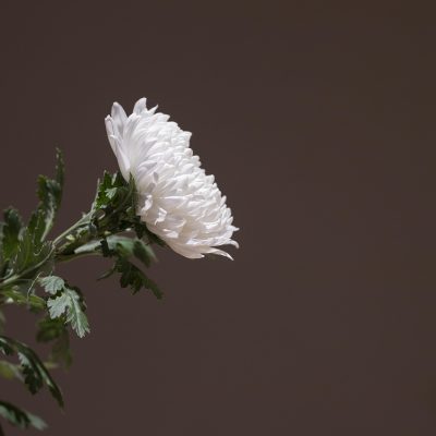 chrysanthemum-5253660_1280
